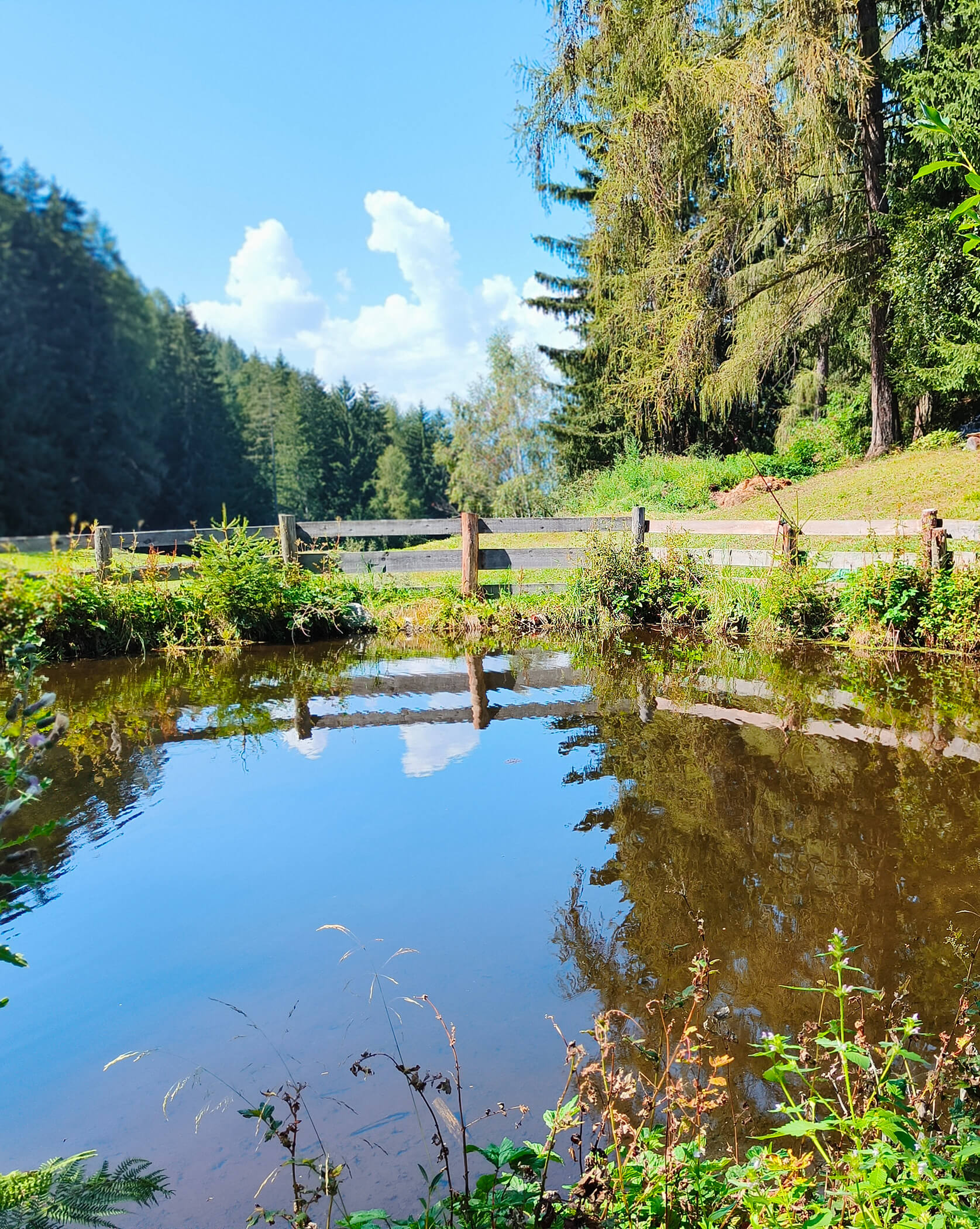 Kleiner See inmitten von Wiesen und Bäumen - Oberplunerhof