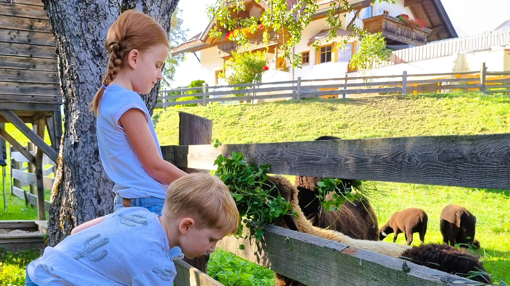 Due bambini danno da mangiare alle pecore con l'erba - Oberplunerhof