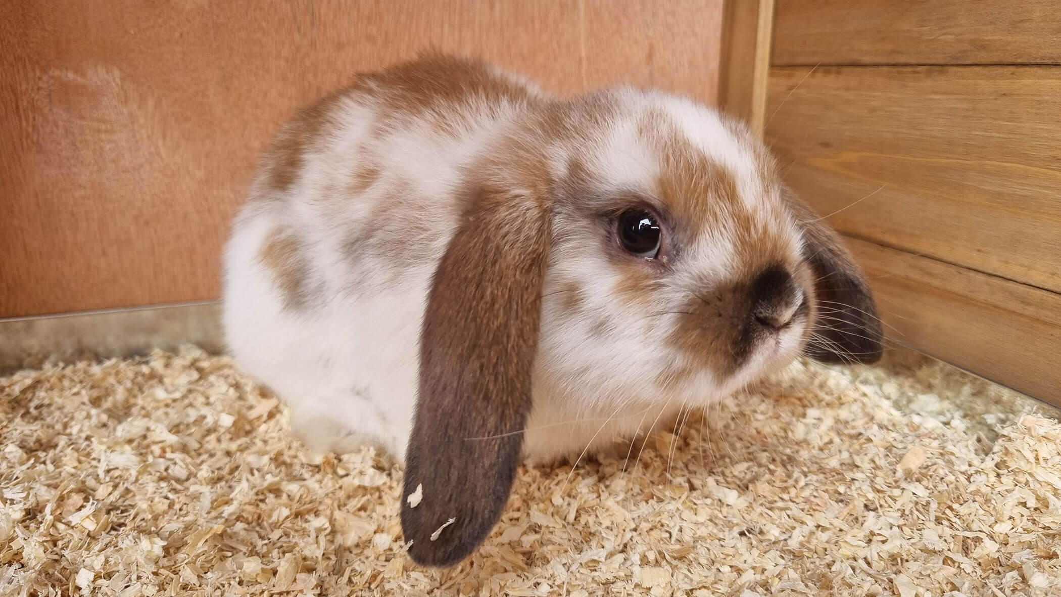 Un piccolo coniglio nano guarda nella macchina fotografica - Oberplunerhof
