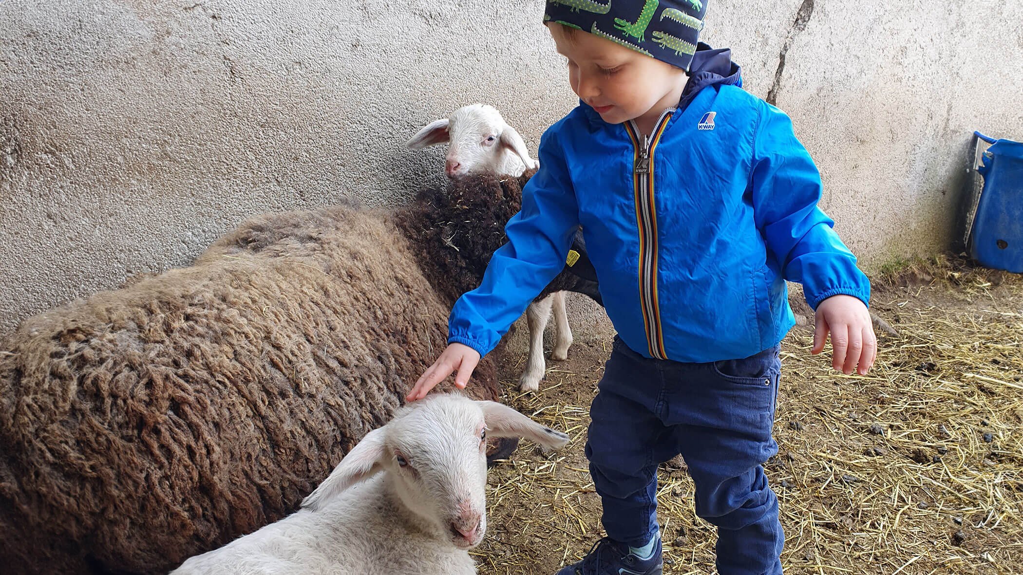 Un bambino che accarezza una giovane pecora nella stalla - Oberplunerhof