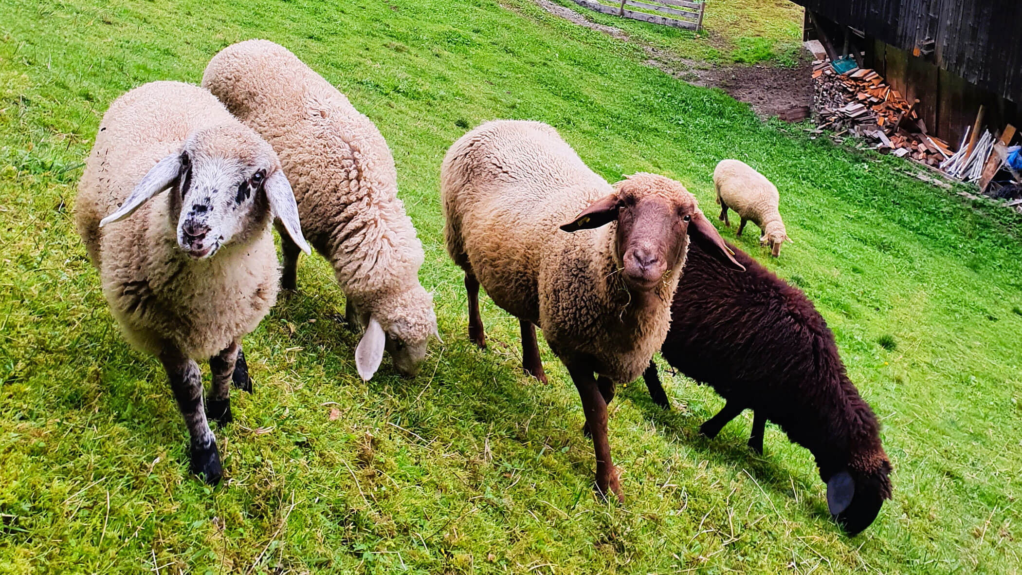 Quattro pecore sul prato verde - Oberplunerhof
