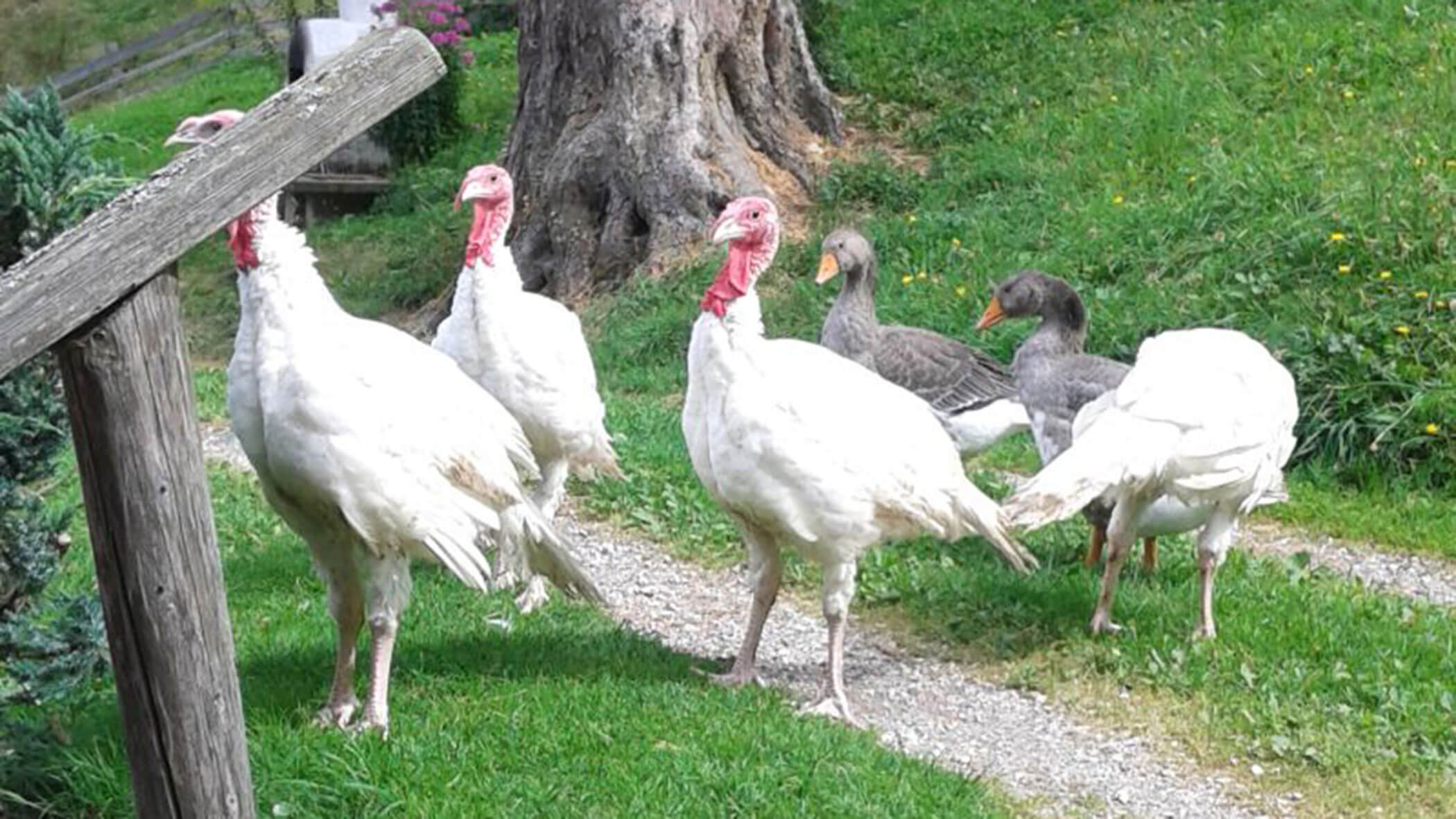 Tacchini e oche su un sentiero di campagna - Oberplunerhof