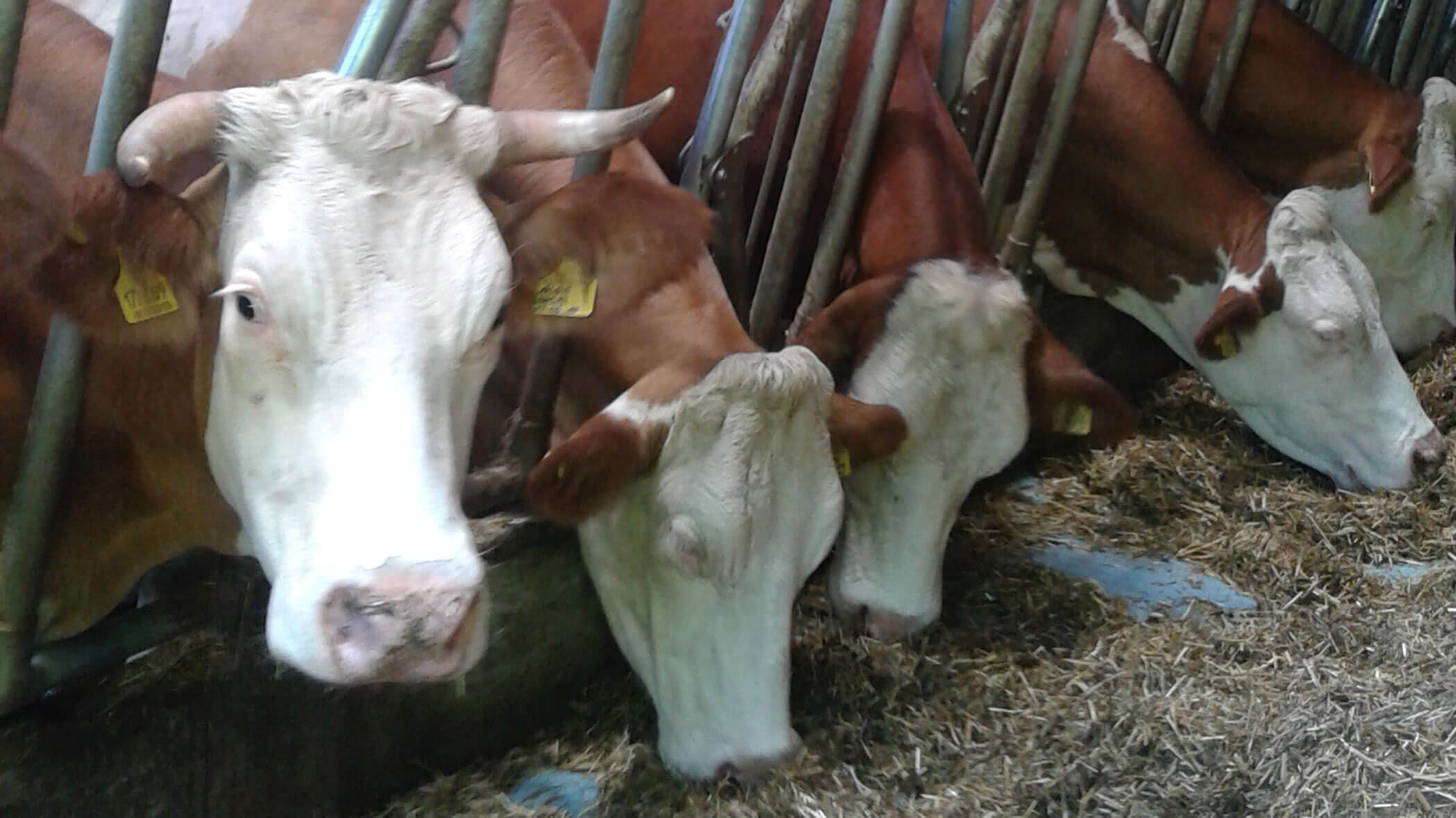 Le mucche si godono il mangime nella stalla - Oberplunerhof