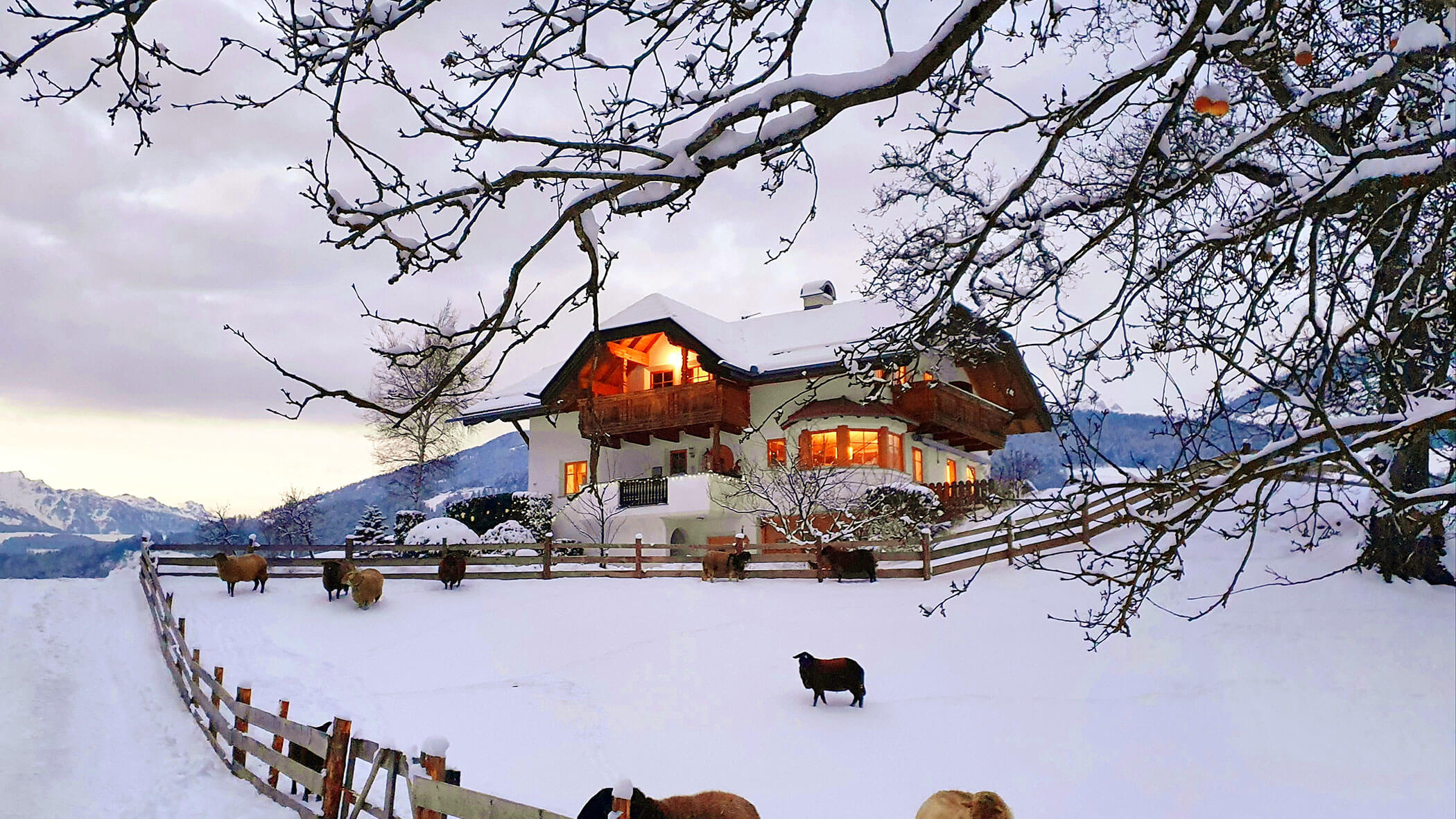 A flock of sheep in front of the Oberplunerhof in winter