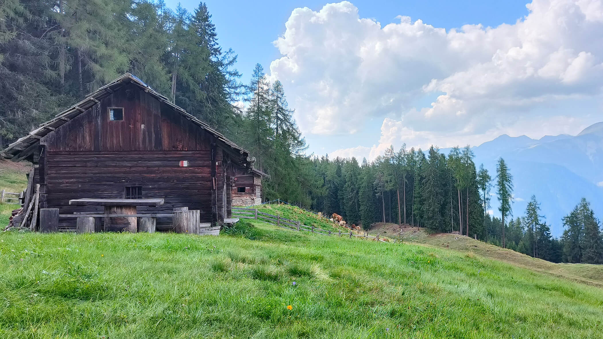 Malga con mucche alpine, prati e alberi - Oberplunerhof