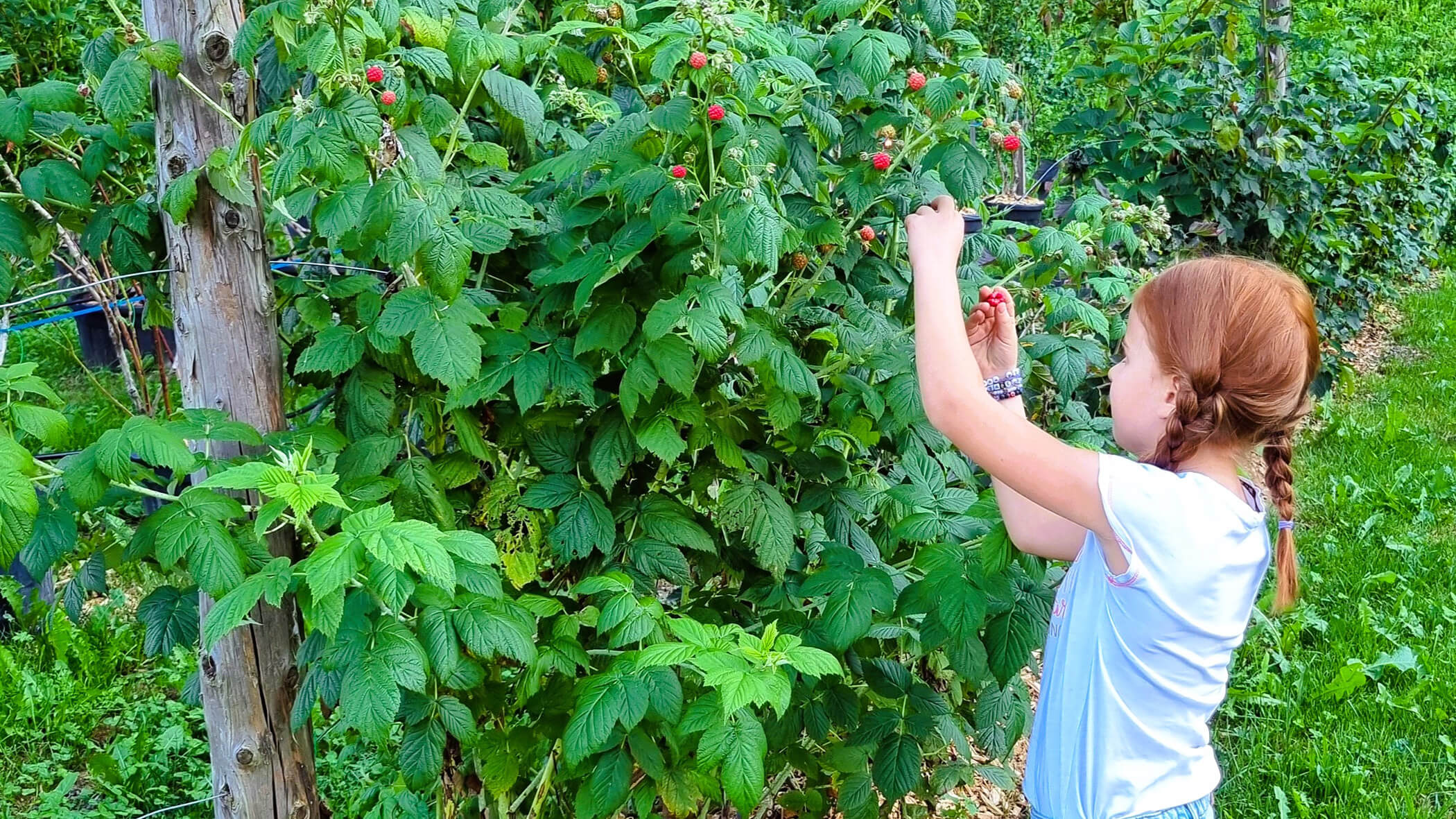 Ragazza che raccoglie lamponi - Oberplunerhof