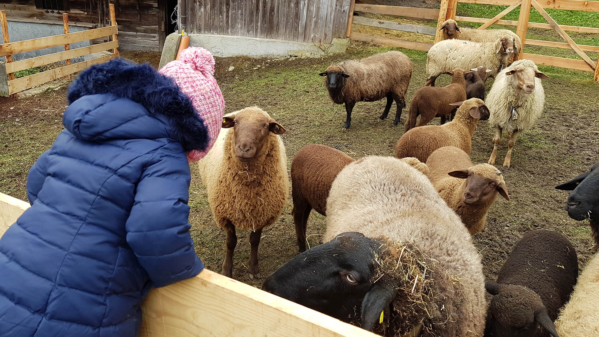 Una ragazza accarezza la pecora - Oberplunerhof